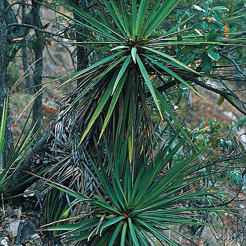 Yucca madrensis unspecified picture