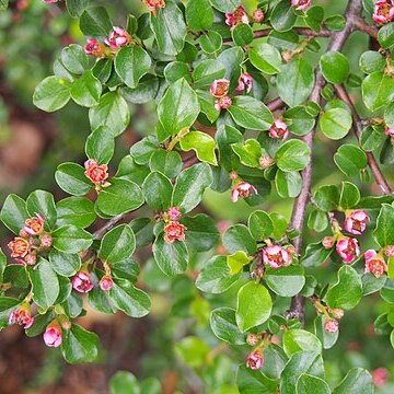 Cotoneaster nanshan unspecified picture