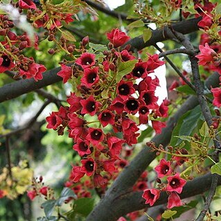 Brachychiton x vinicolor unspecified picture