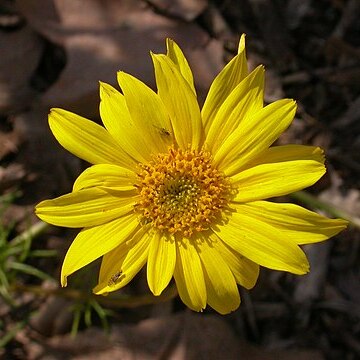 Coreopsis maritima unspecified picture