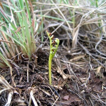 Botrychium campestre unspecified picture