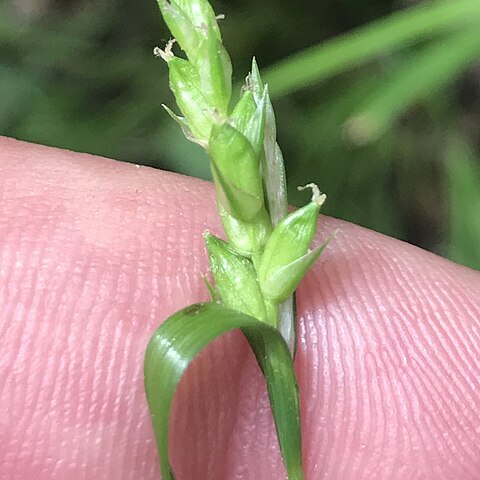 Carex amphibola unspecified picture