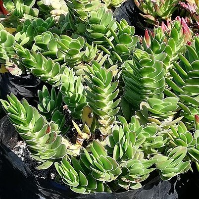 Crassula ciliata unspecified picture