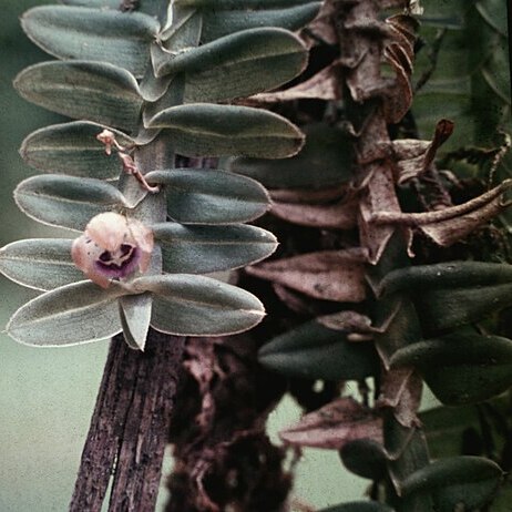 Dichaea unspecified picture