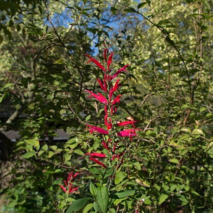 Salvia haenkei unspecified picture