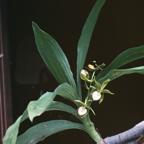 Cycnoches haagii unspecified picture