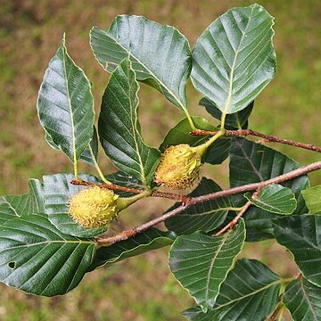 Fagus lucida unspecified picture