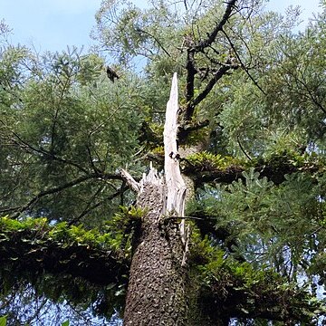 Abies flinckii unspecified picture