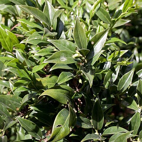 Sarcococca confusa unspecified picture