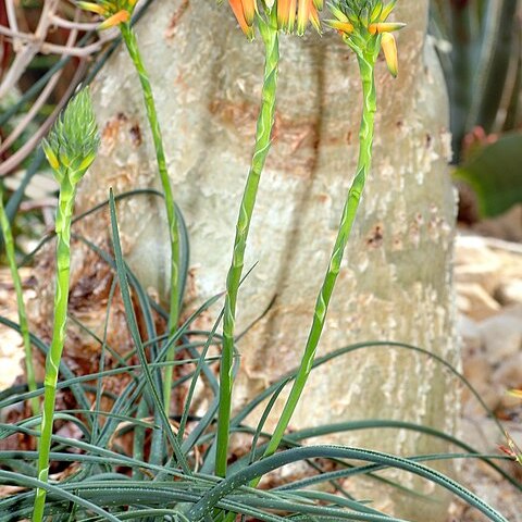 Aloe vossii unspecified picture