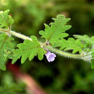 Prostanthera askania unspecified picture