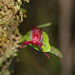 Masdevallia heteroptera unspecified picture