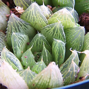 Haworthia mucronata var. inconfluens unspecified picture