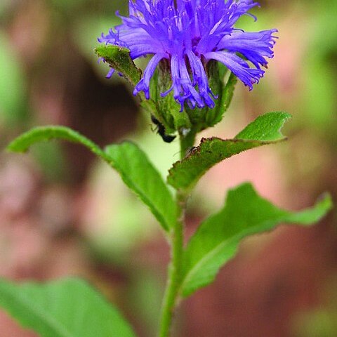 Nothovernonia unspecified picture