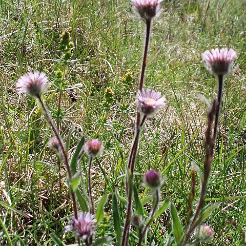 Erigeron alpiniformis unspecified picture