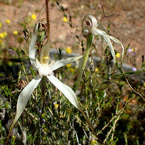 Caladenia remota unspecified picture