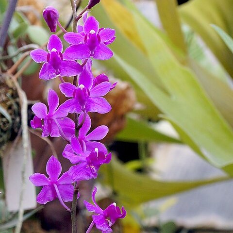 Phalaenopsis buyssoniana unspecified picture