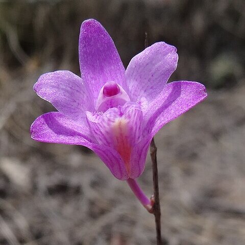 Polystachya dendrobiiflora unspecified picture