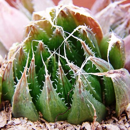 Haworthia mucronata var. habdomadis unspecified picture