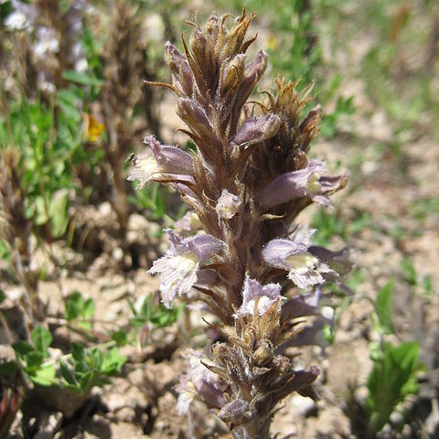 Orobanche schultzii unspecified picture