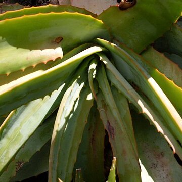 Aloe hardyi unspecified picture