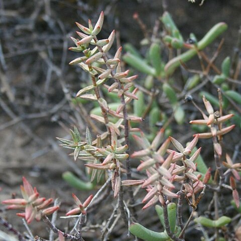 Crassula tetragona subsp. lignescens unspecified picture