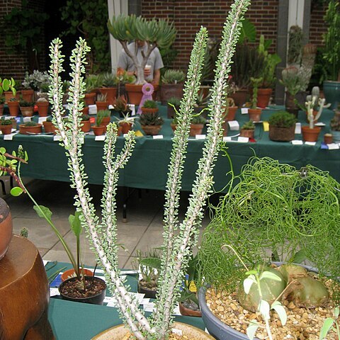 Ceraria namaquensis unspecified picture