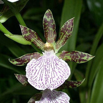 Zygopetalum unspecified picture