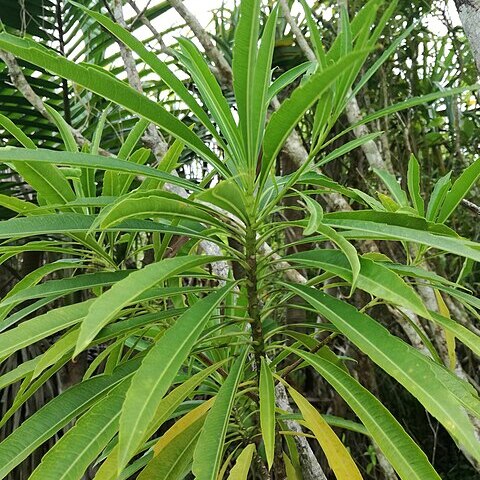 Mathurina penduliflora unspecified picture