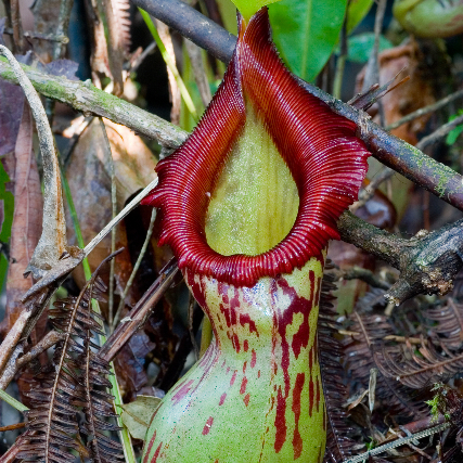 Nepenthes burkei unspecified picture