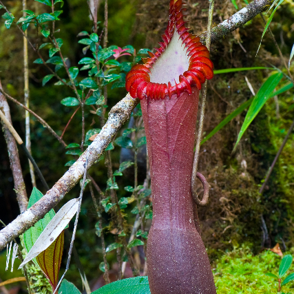 Nepenthes edwardsiana unspecified picture