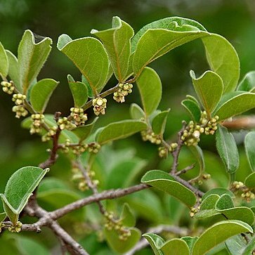 Diospyros chloroxylon unspecified picture