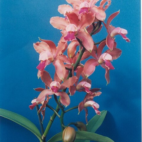 Cattleya wilsoniana unspecified picture