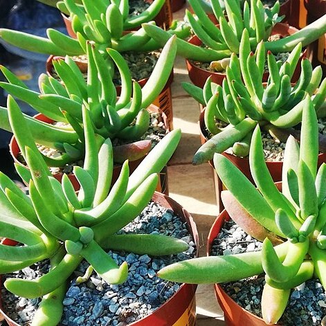 Delosperma crassum unspecified picture