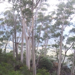 Eucalyptus oreades unspecified picture