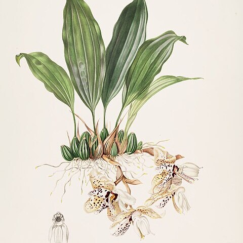 Stanhopea martiana unspecified picture