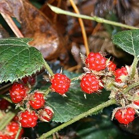 Rubus buergeri unspecified picture