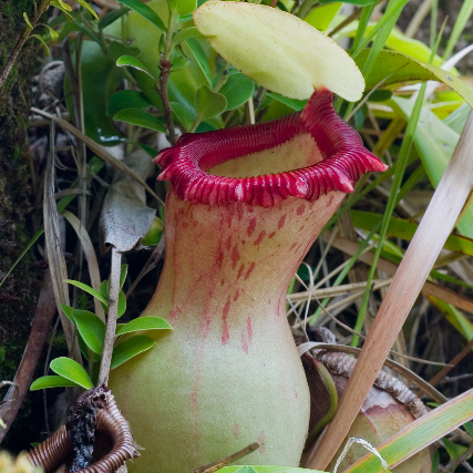 Nepenthes ventricosa unspecified picture