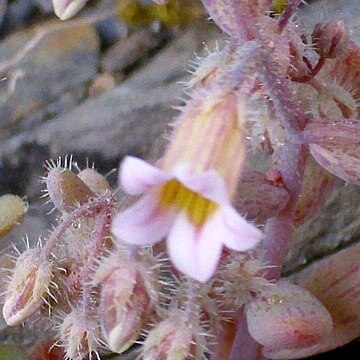 Sedum mucizonia unspecified picture