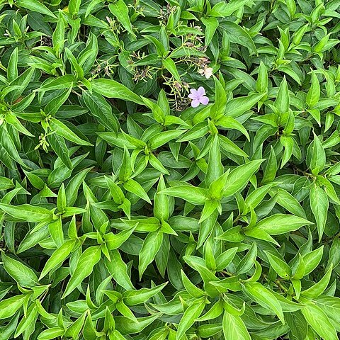 Barleria observatrix unspecified picture