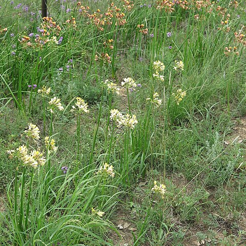 Calostemma purpureum unspecified picture