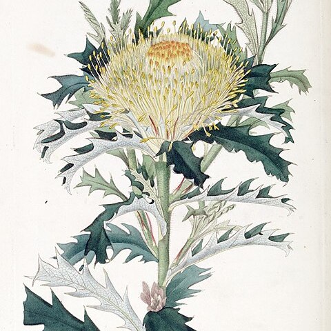 Banksia falcata unspecified picture