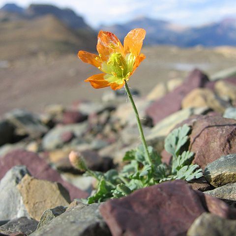 Papaver pygmaeum unspecified picture