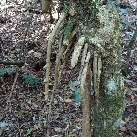 Dracaena laxissima unspecified picture