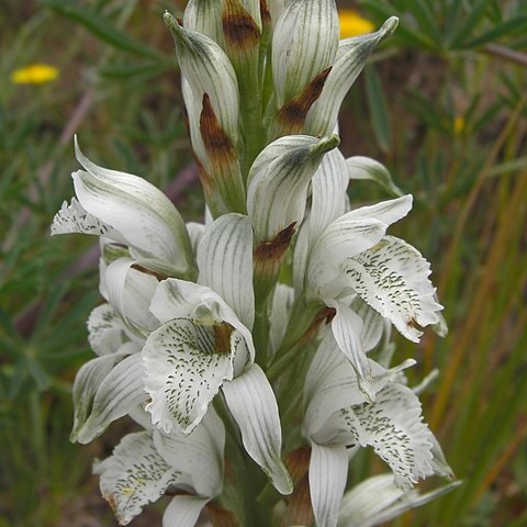 Chloraea heteroglossa unspecified picture