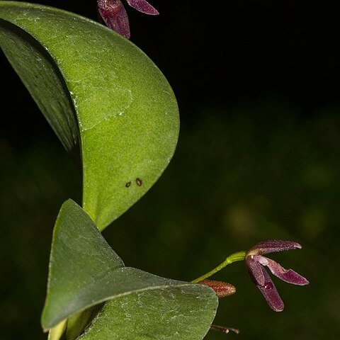 Pleurothallis solium unspecified picture