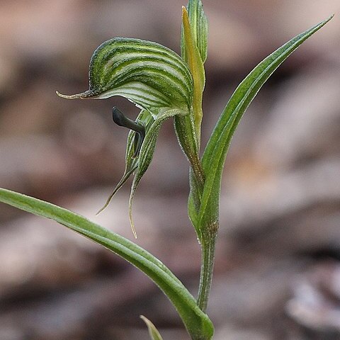 Pterostylis sargentii unspecified picture