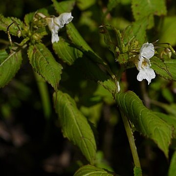 Impatiens meeboldii unspecified picture