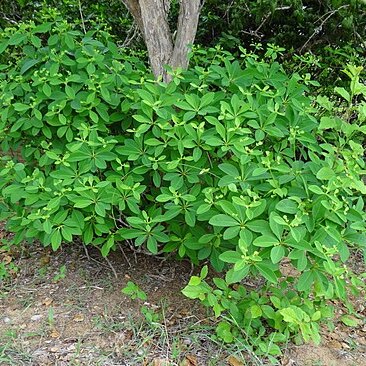 Euphorbia goetzei unspecified picture