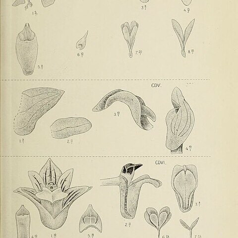 Appendicula elegans unspecified picture